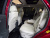 Genesis GV80 2.5T Gasoline AWD, 2024