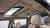Kia Carnival 9-Seater Noblesse, 2022