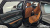 Genesis GV80 2.5T Gasoline AWD, 2024