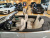 Mercedes-Benz CLE-Class CLE200 Cabriolet, 2024
