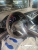Audi RSQ8 4.0 TFSI Quattro Performance, 2025