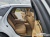 Genesis G80 Gasoline 2.5 Turbo 2WD, 2025