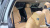 Kia Carnival 9-Seater Signature, 2023